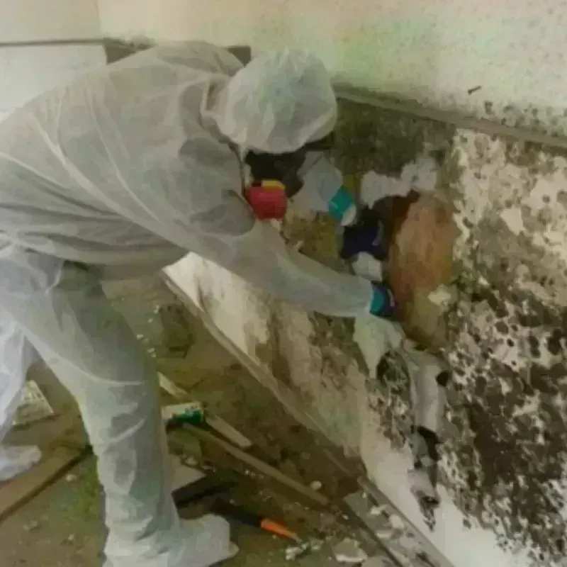 Mold Remediation and Removal in Jayton, TX